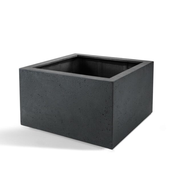 Pot Grigio Low Cube Antraciet en pot  Hauteur 40cm. Plante verte type Pot Grigio Low Cube Antraciet, livrée en pot, idéale pour intérieur lumineux.