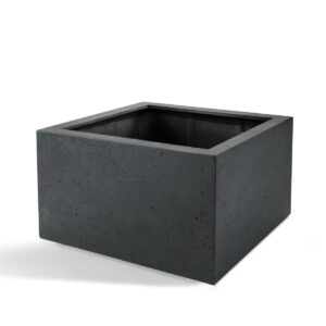 Pot Grigio Low Cube Antraciet en pot  Hauteur 60cm. Plante verte type Pot Grigio Low Cube Antraciet, livrée en pot, idéale pour intérieur lumineux.