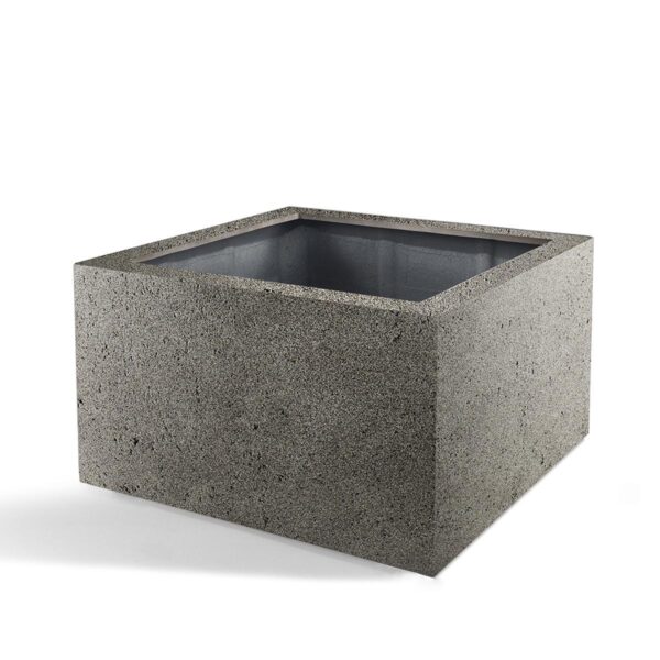 Pot Grigio Low Cube Natural Concrete en pot  Hauteur 40cm. Plante verte type Pot Grigio Low Cube Natural Concrete, livrée en pot, idéale pour intérieur lumineux.