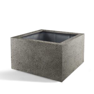 Pot Grigio Low Cube Natural Concrete en pot  Hauteur 60cm. Plante verte type Pot Grigio Low Cube Natural Concrete, livrée en pot, idéale pour intérieur lumineux.