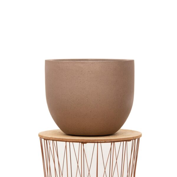 Pot Grigio New Egg Bronze en pot  Hauteur 38cm. Plante verte type Pot Grigio New Egg Bronze, livrée en pot, idéale pour intérieur lumineux. – Image 3