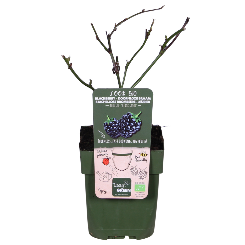 Rubus fruticosus 'Black Satin' en pot Ø13cm  Hauteur 45cm. Plante verte type Rubus fruticosus 'Black Satin', livrée en pot, idéale pour intérieur lumineux.
