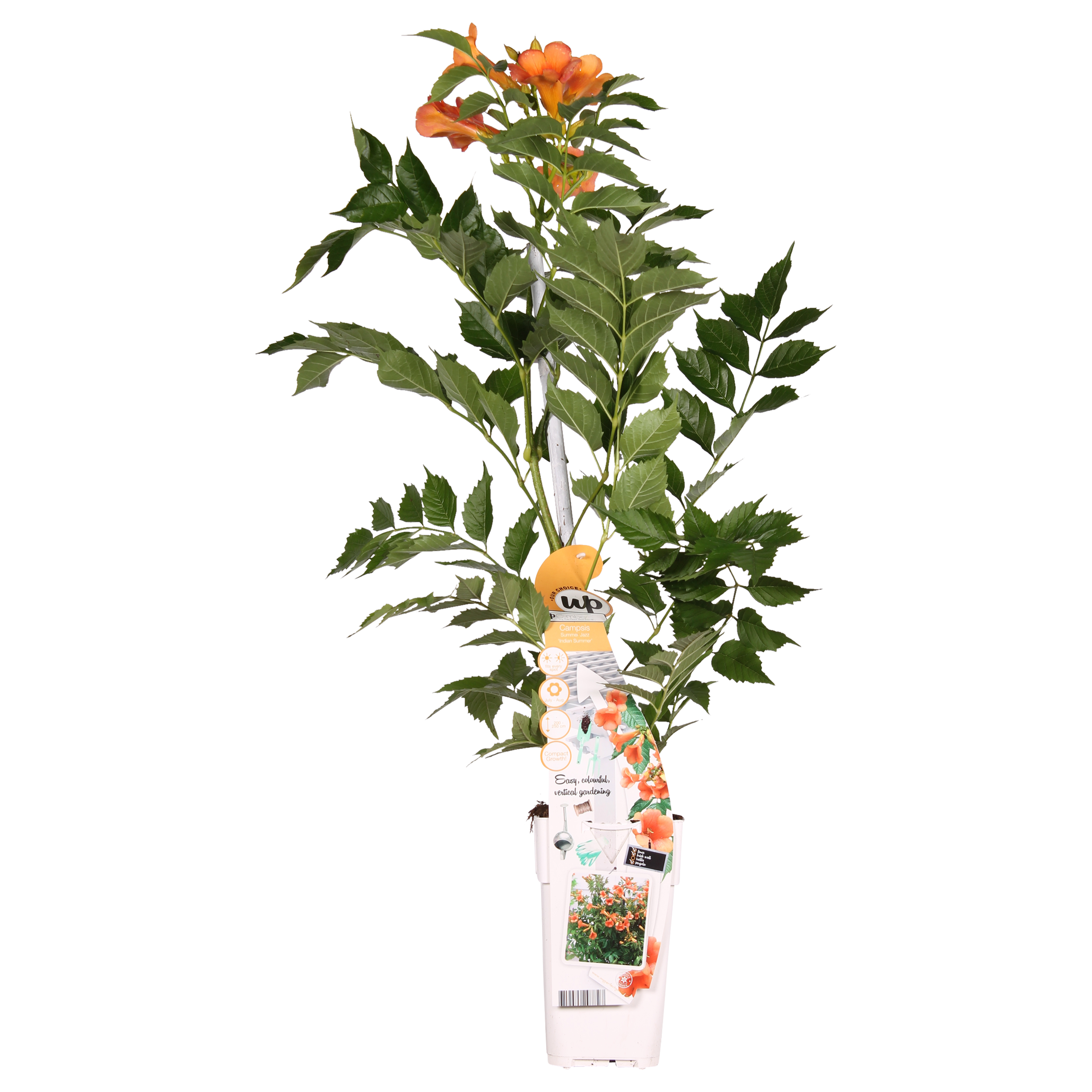 Campsis Indian Summer en pot Ø15cm  Hauteur 65cm. Plante verte type Campsis Indian Summer, livrée en pot, idéale pour intérieur lumineux. – Image 2