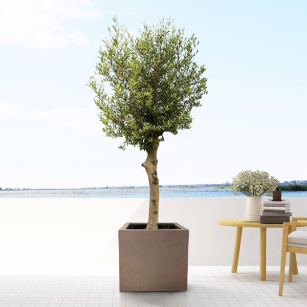 Pot Grigio Cube Bronze en pot  Hauteur 40cm. Plante verte type Pot Grigio Cube Bronze, livrée en pot, idéale pour intérieur lumineux. – Image 3