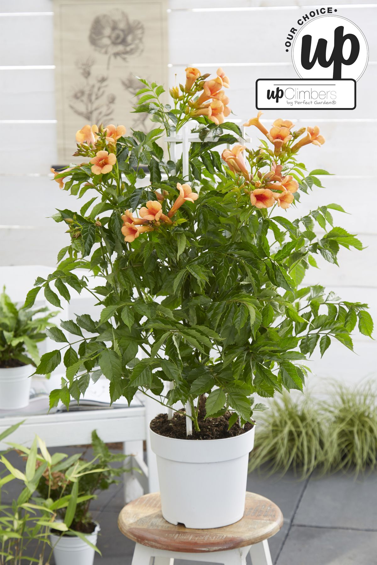 Campsis Indian Summer en pot Ø15cm  Hauteur 65cm. Plante verte type Campsis Indian Summer, livrée en pot, idéale pour intérieur lumineux. – Image 4