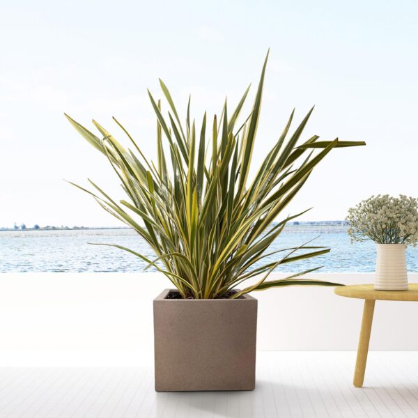 Pot Grigio Cube Bronze en pot  Hauteur 40cm. Plante verte type Pot Grigio Cube Bronze, livrée en pot, idéale pour intérieur lumineux. – Image 4