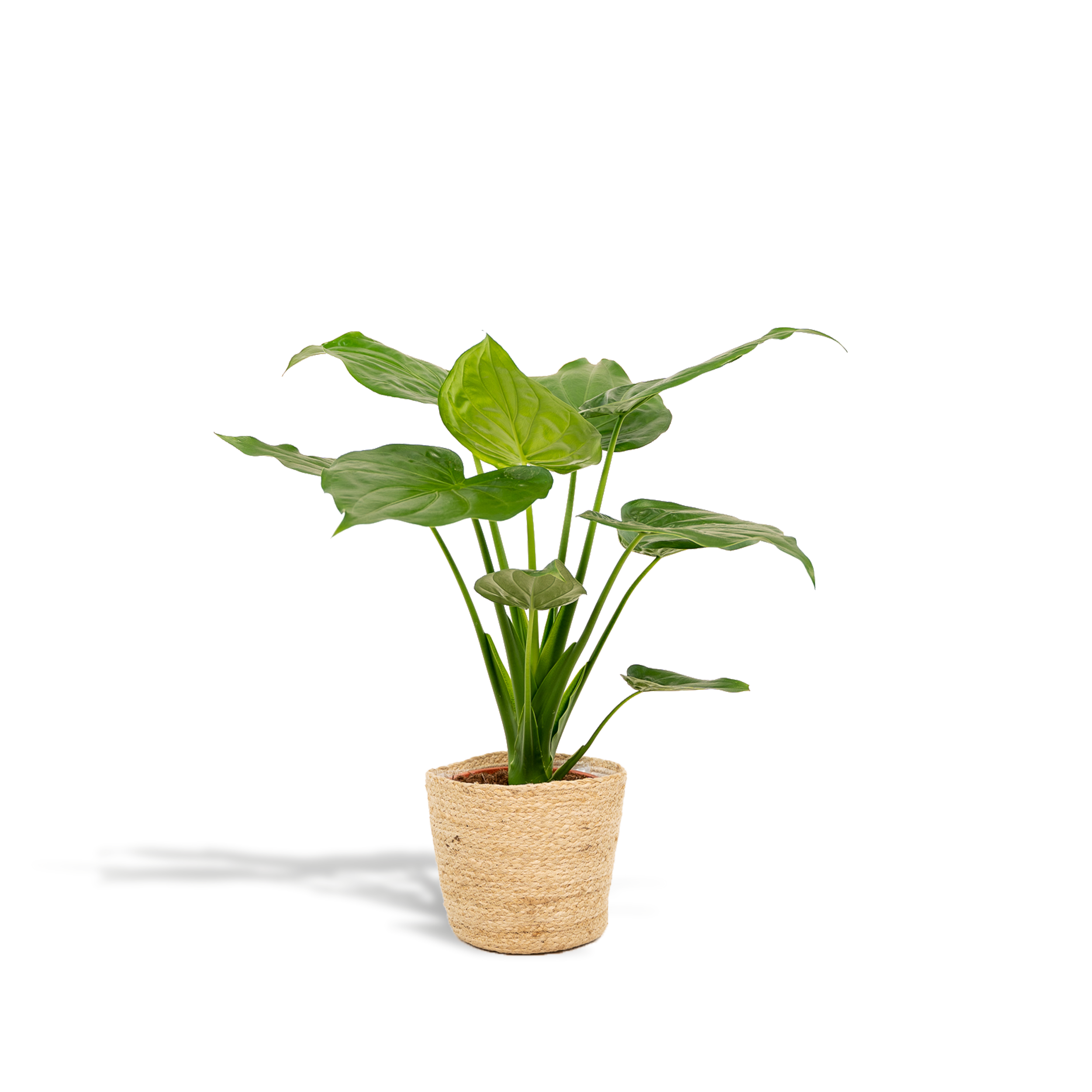 Alocasia Cucullata en pot Ø19cm  Hauteur 65cm. Plante verte type Alocasia Cucullata, livrée en pot, idéale pour intérieur lumineux.