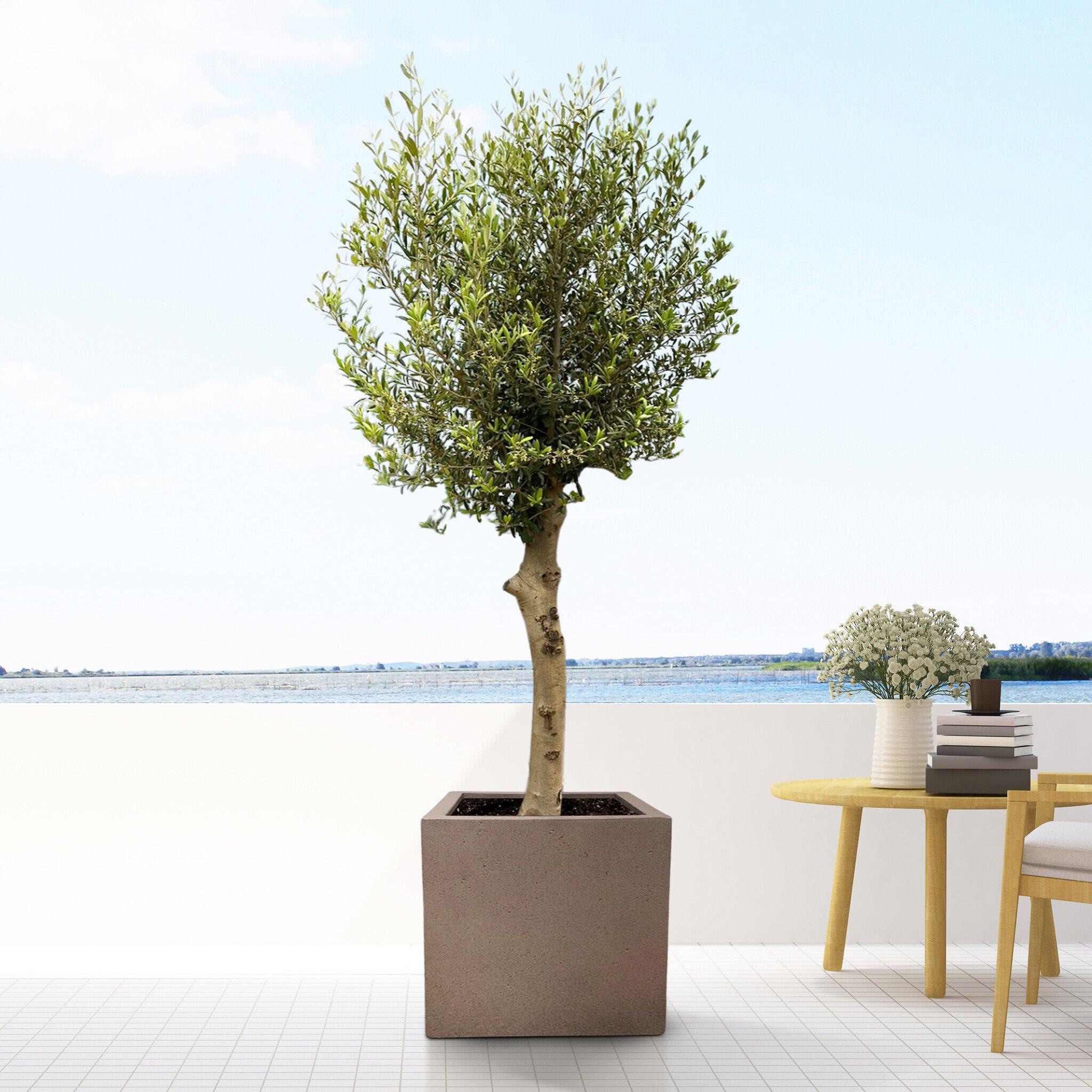 Pot Grigio Cube Bronze en pot  Hauteur 60cm. Plante verte type Pot Grigio Cube Bronze, livrée en pot, idéale pour intérieur lumineux. – Image 3