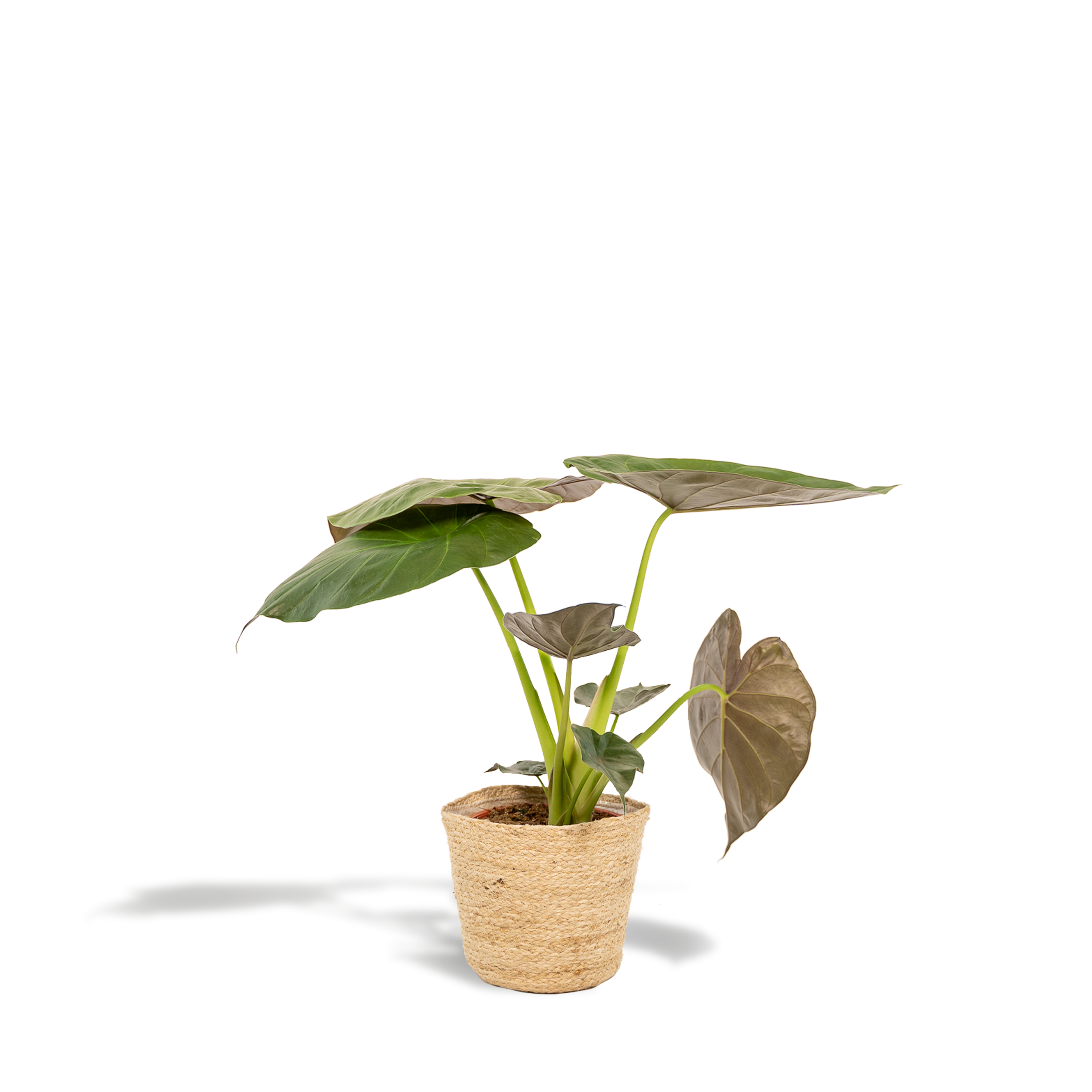 Alocasia Wentii en pot Ø19cm  Hauteur 65cm. Plante verte type Alocasia Wentii, livrée en pot, idéale pour intérieur lumineux.