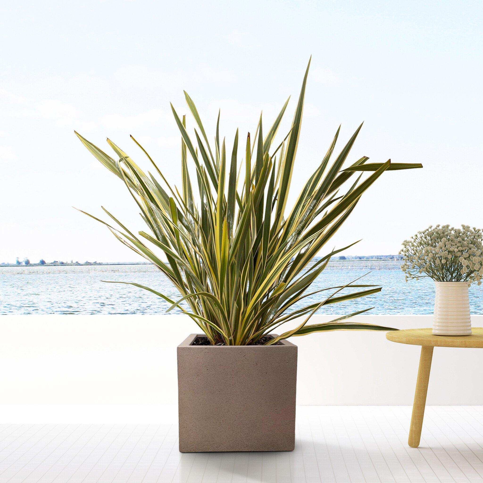 Pot Grigio Cube Bronze en pot  Hauteur 60cm. Plante verte type Pot Grigio Cube Bronze, livrée en pot, idéale pour intérieur lumineux. – Image 4