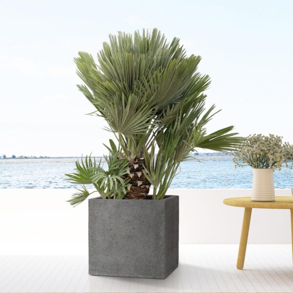 Block Laterite Grey en pot. Plante verte type Block Laterite Grey, livrée en pot, idéale pour intérieur lumineux. – Image 2