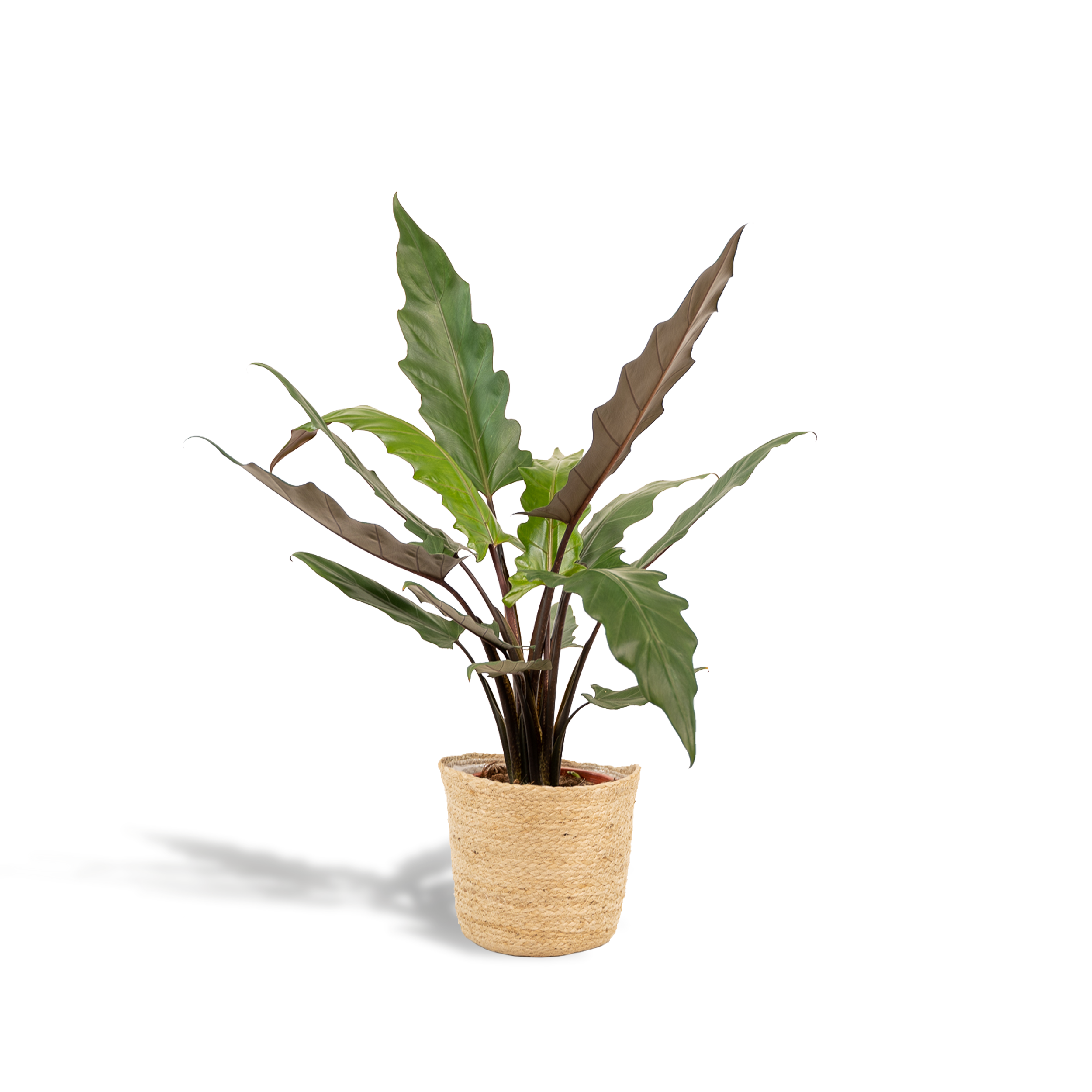 Alocasia Lauterbachiana en pot Ø19cm  Hauteur 80cm. Plante verte type Alocasia Lauterbachiana, livrée en pot, idéale pour intérieur lumineux.