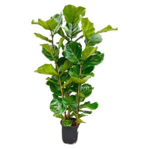 Ficus Lyrata struik en pot Ø27cm. Plante verte type Ficus Lyrata struik, livrée en pot, idéale pour intérieur lumineux.