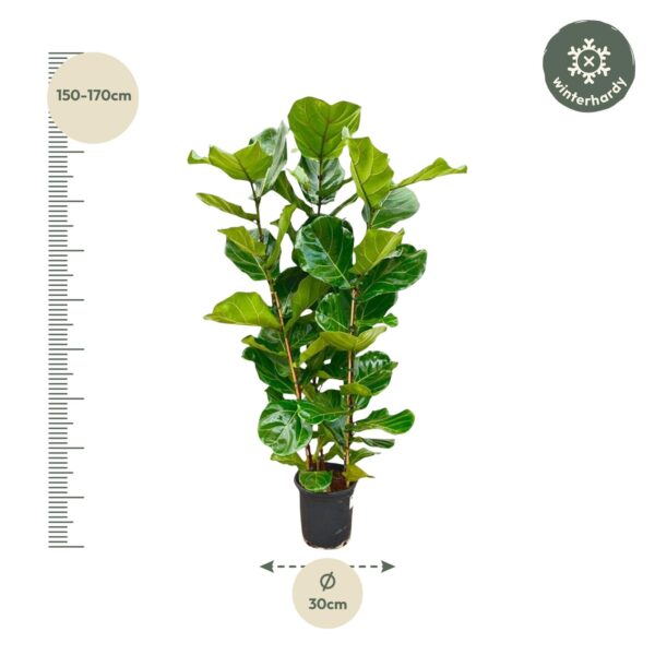 Ficus Lyrata struik en pot Ø27cm. Plante verte type Ficus Lyrata struik, livrée en pot, idéale pour intérieur lumineux. – Image 2