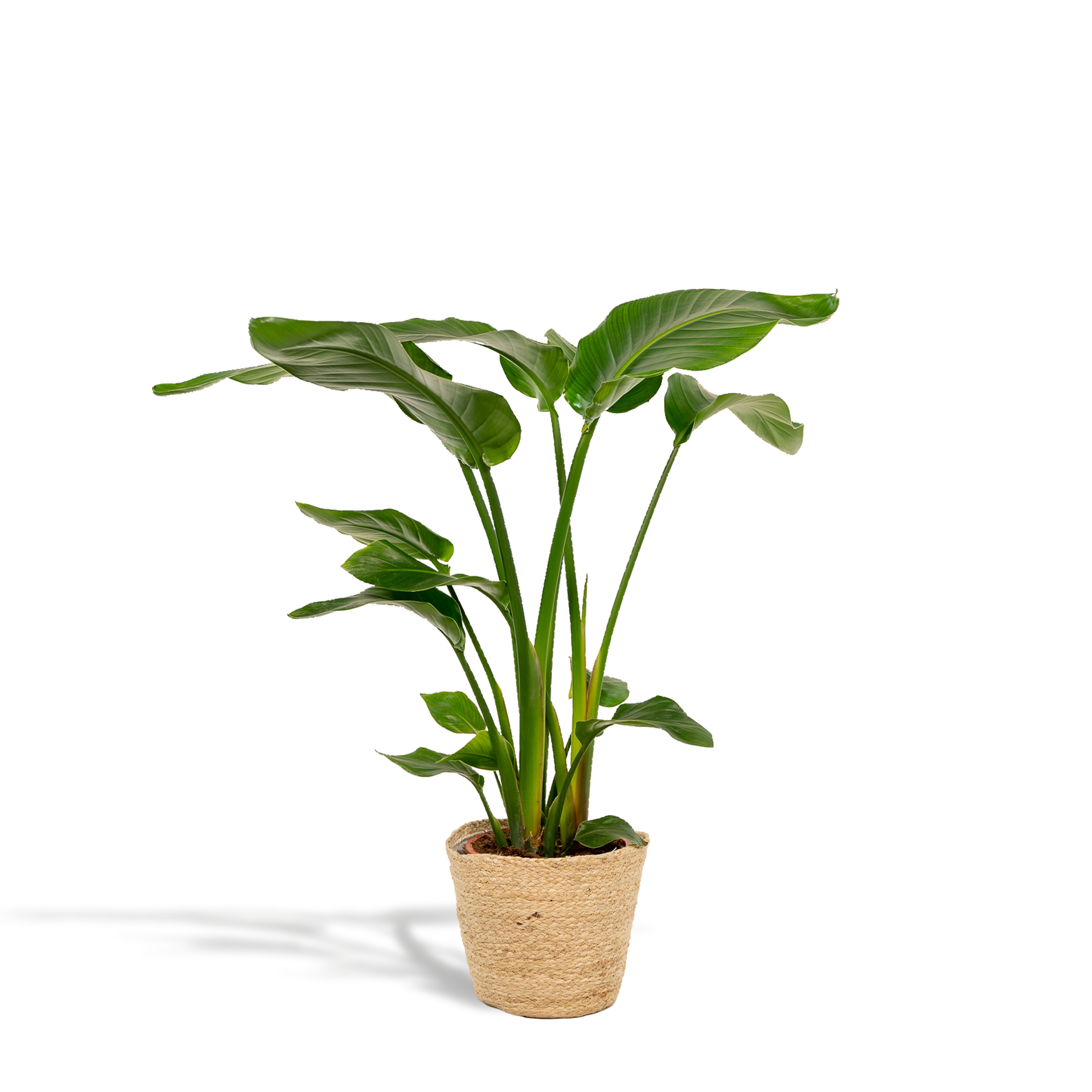 Strelitzia Nicolai en pot Ø19cm  Hauteur 90cm. Plante verte type Strelitzia Nicolai, livrée en pot, idéale pour intérieur lumineux.