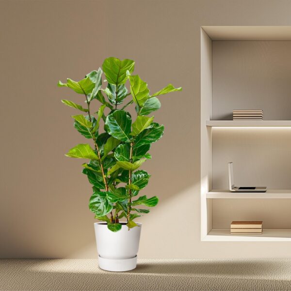Ficus Lyrata struik en pot Ø27cm. Plante verte type Ficus Lyrata struik, livrée en pot, idéale pour intérieur lumineux. – Image 4