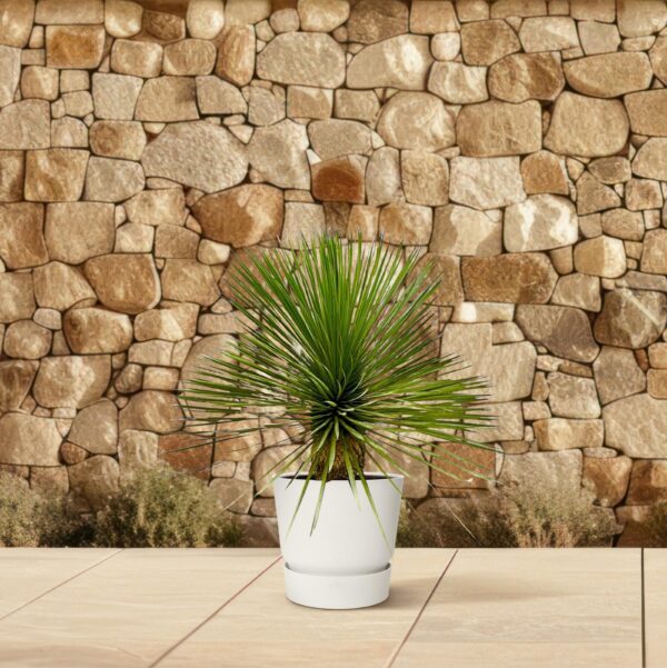 Yucca Rostrata op stam en pot Ø27cm. Plante verte type Yucca Rostrata op stam, livrée en pot, idéale pour intérieur lumineux. – Image 4