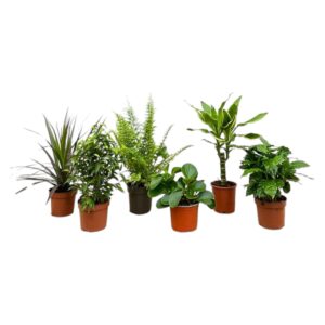 Verrassingsbox en pot Ø12cm. Plante verte type Verrassingsbox, livrée en pot, idéale pour intérieur lumineux.