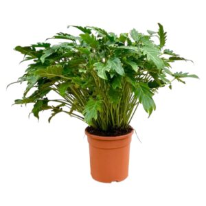 Philodendron Xanadu en pot Ø27cm. Plante verte type Philodendron Xanadu, livrée en pot, idéale pour intérieur lumineux.