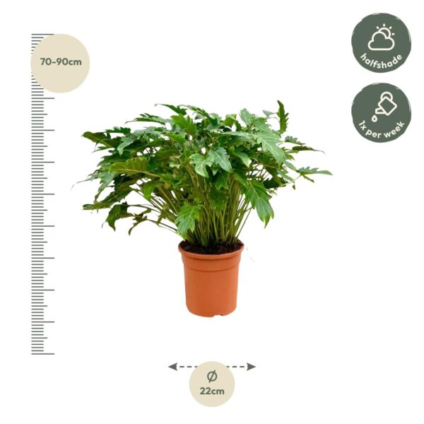 Philodendron Xanadu en pot Ø27cm. Plante verte type Philodendron Xanadu, livrée en pot, idéale pour intérieur lumineux. – Image 2