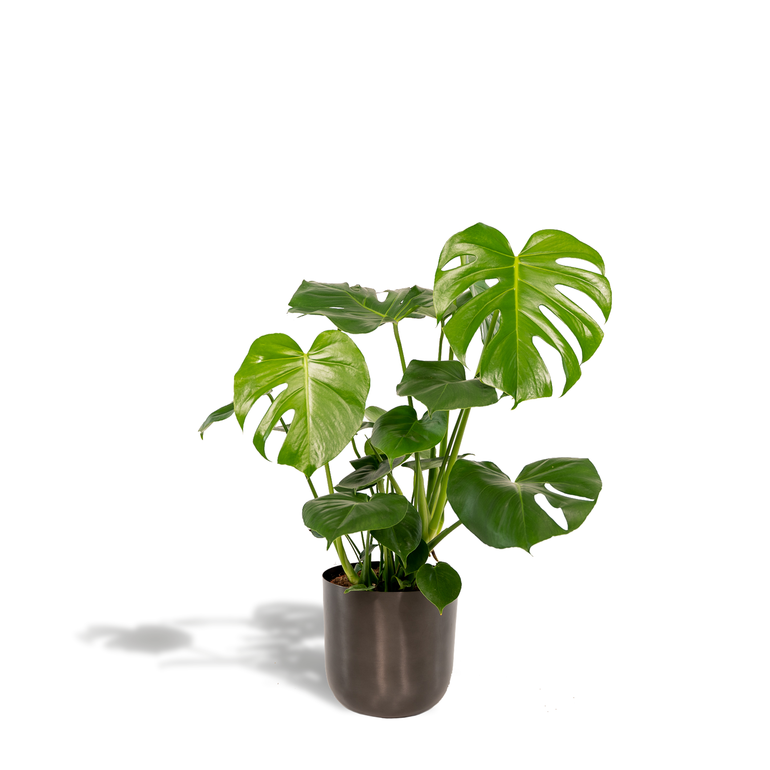 Monstera Deliciosa en pot Ø21cm. Plante verte type Monstera Deliciosa, livrée en pot, idéale pour intérieur lumineux.
