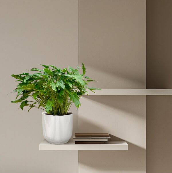 Philodendron Xanadu en pot Ø27cm. Plante verte type Philodendron Xanadu, livrée en pot, idéale pour intérieur lumineux. – Image 4