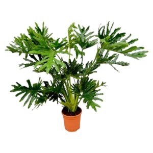Philodendron Selloum en pot Ø27cm. Plante verte type Philodendron Selloum, livrée en pot, idéale pour intérieur lumineux.