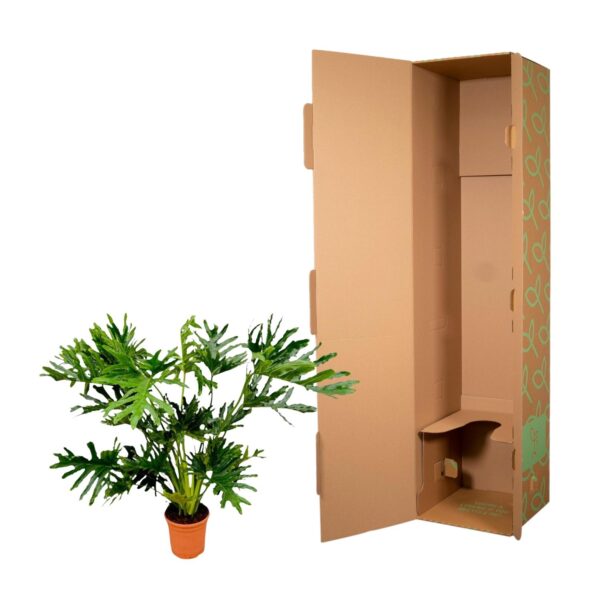 Philodendron Selloum en pot Ø27cm. Plante verte type Philodendron Selloum, livrée en pot, idéale pour intérieur lumineux. – Image 2