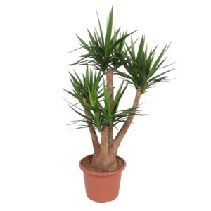 Yucca Elephantipes vertakt en pot Ø45cm. Plante verte type Yucca Elephantipes vertakt, livrée en pot, idéale pour intérieur lumineux.