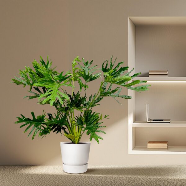 Philodendron Selloum en pot Ø27cm. Plante verte type Philodendron Selloum, livrée en pot, idéale pour intérieur lumineux. – Image 3