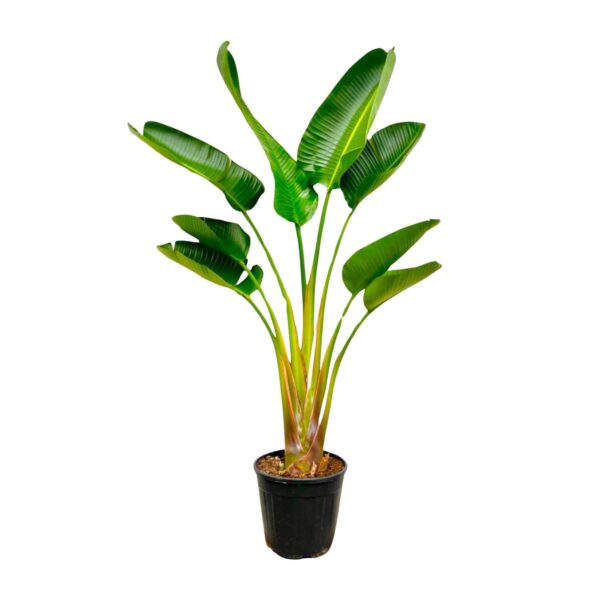 Strelitzia Augusta en pot Ø24cm. Plante verte type Strelitzia Augusta, livrée en pot, idéale pour intérieur lumineux.