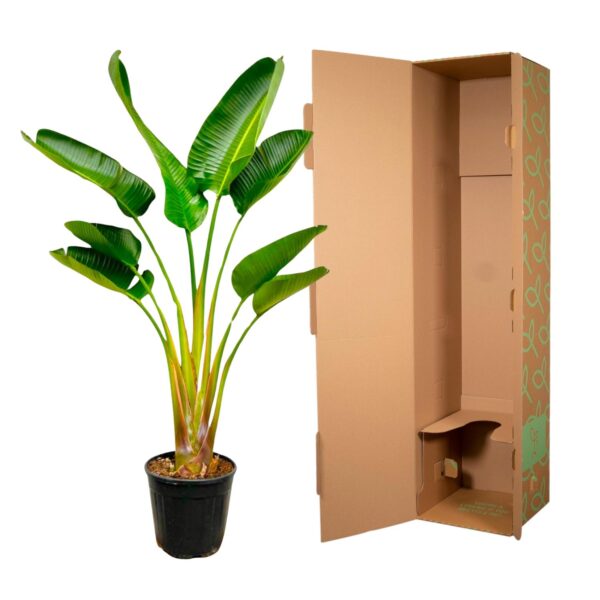 Strelitzia Augusta en pot Ø24cm. Plante verte type Strelitzia Augusta, livrée en pot, idéale pour intérieur lumineux. – Image 3