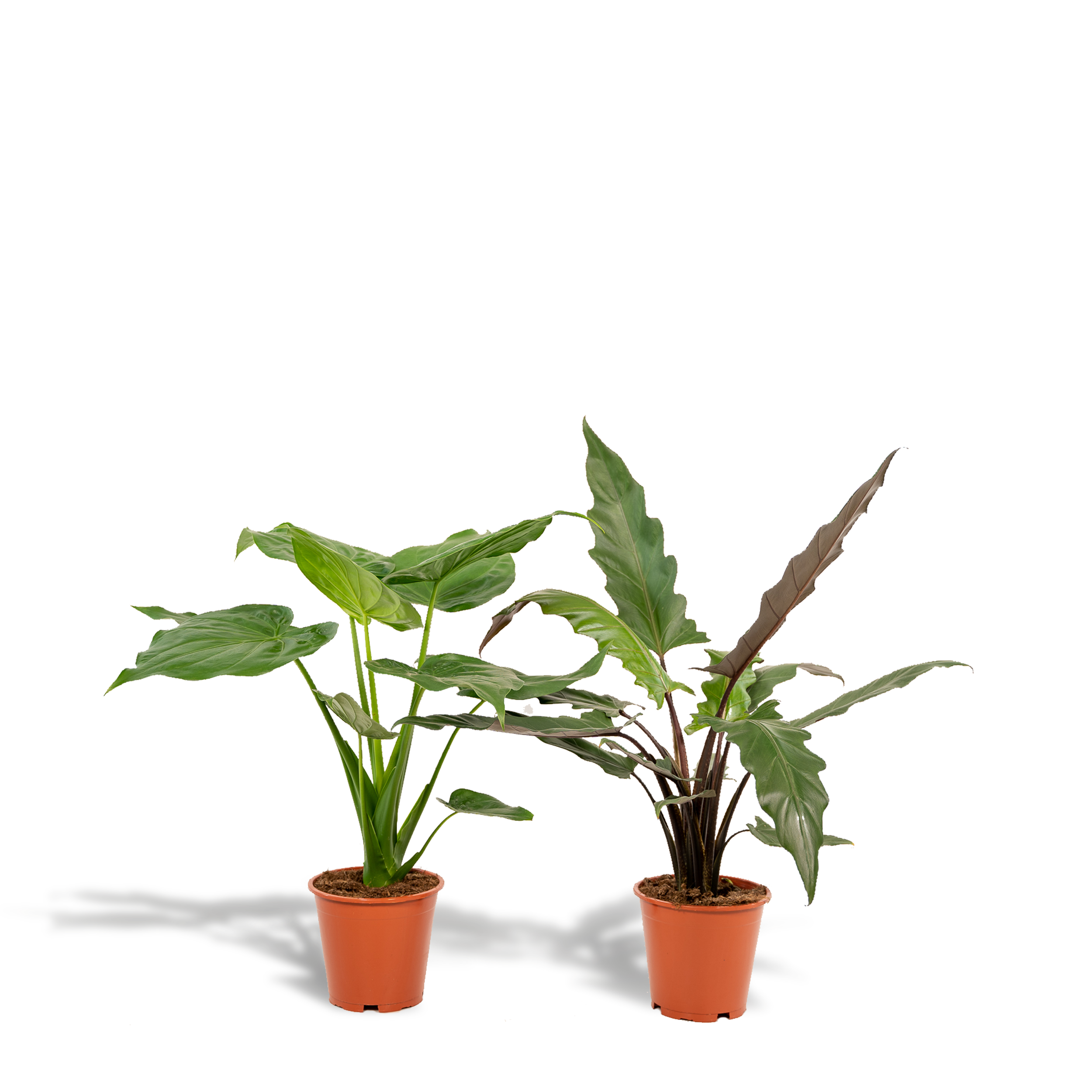 Alocasia Cucullata en pot Ø19cm  Hauteur 60cm. Plante verte type Alocasia Cucullata, livrée en pot, idéale pour intérieur lumineux.