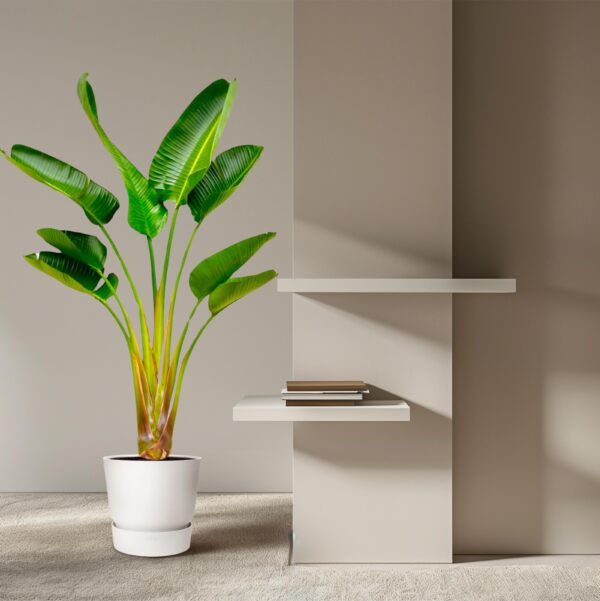 Strelitzia Augusta en pot Ø24cm. Plante verte type Strelitzia Augusta, livrée en pot, idéale pour intérieur lumineux. – Image 4