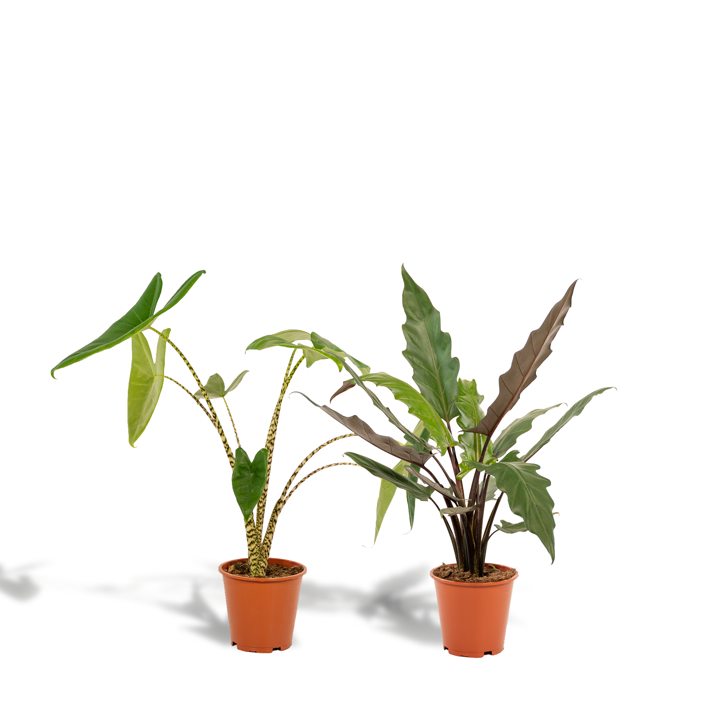 Alocasia Zebrina en pot Ø19cm  Hauteur 75cm. Plante verte type Alocasia Zebrina, livrée en pot, idéale pour intérieur lumineux.
