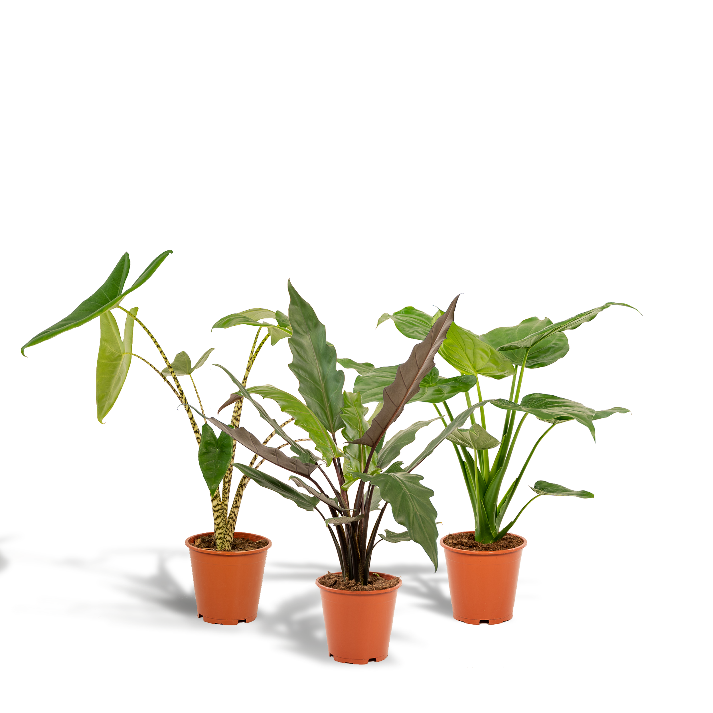 Alocasia Zebrina en pot Ø19cm  Hauteur 75cm. Plante verte type Alocasia Zebrina, livrée en pot, idéale pour intérieur lumineux.