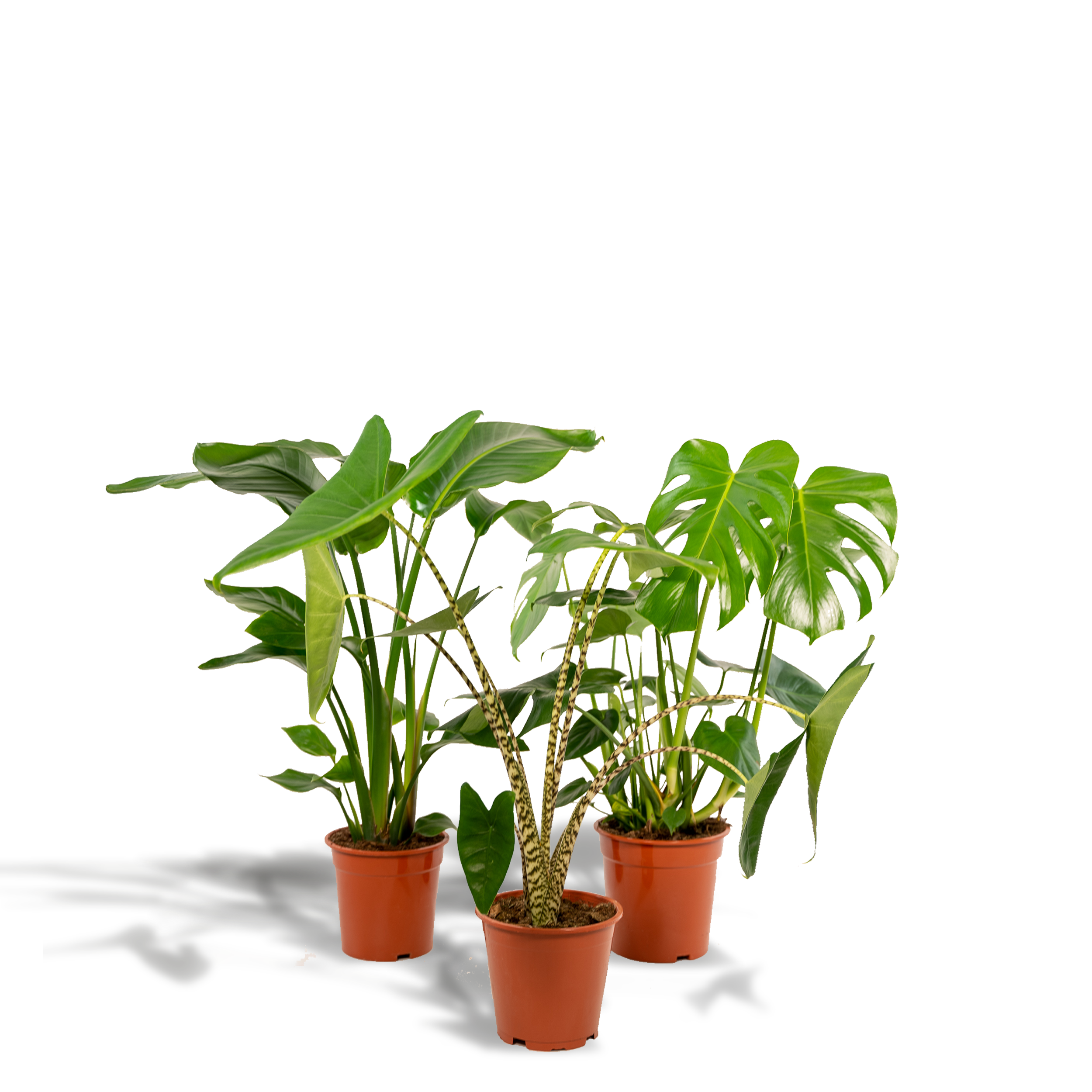 Monstera Deliciosa en pot Ø21cm  Hauteur 75cm. Plante verte type Monstera Deliciosa, livrée en pot, idéale pour intérieur lumineux.
