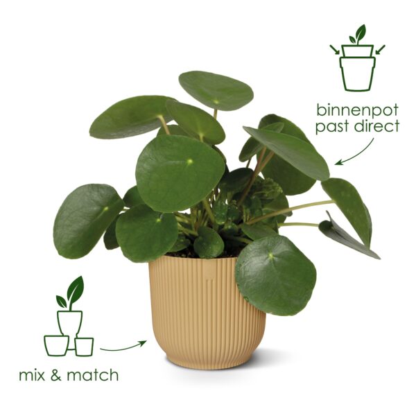 Pot elho Vibes Fold Round roze en pot  Hauteur 27cm. Plante verte type Pot elho Vibes Fold Round roze, livrée en pot, idéale pour intérieur lumineux. – Image 3