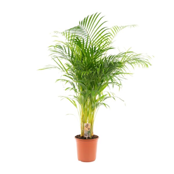 Areca palm en pot Ø21cm  Hauteur 130cm. Plante verte type Areca palm, livrée en pot, idéale pour intérieur lumineux. – Image 9