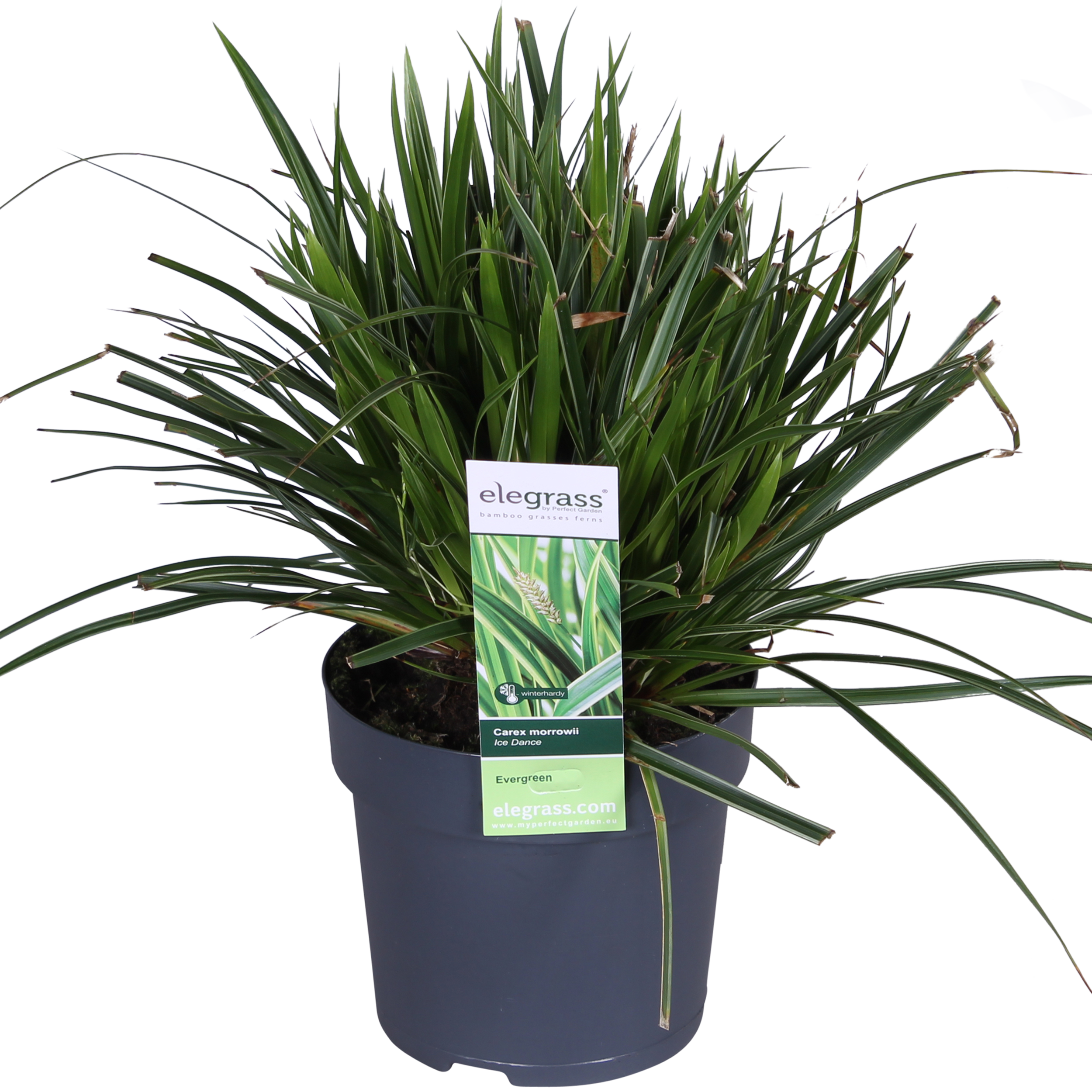 3x en pot Ø14cm. Plante verte type 3x, livrée en pot, idéale pour intérieur lumineux. – Image 6