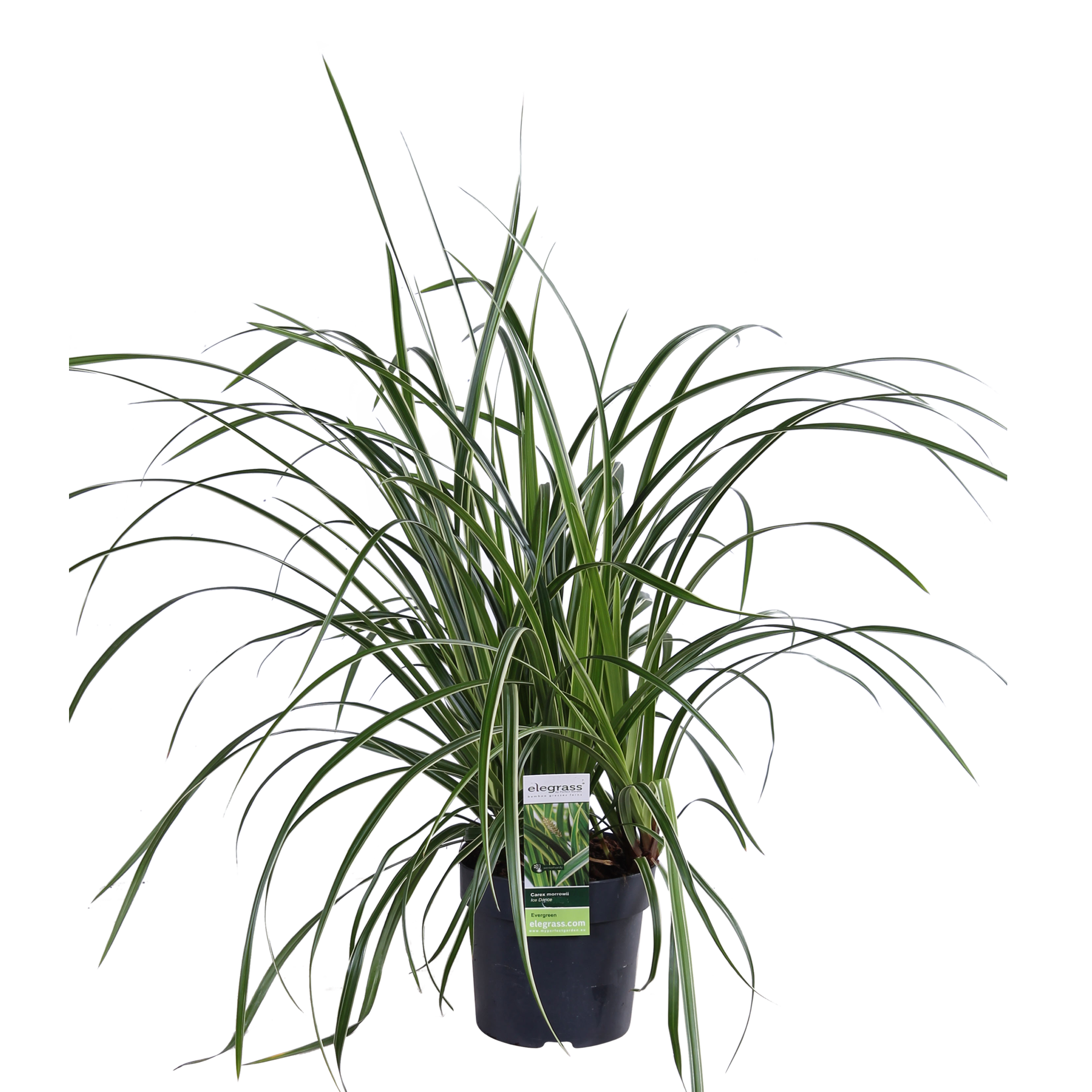 3x en pot Ø14cm. Plante verte type 3x, livrée en pot, idéale pour intérieur lumineux. – Image 7