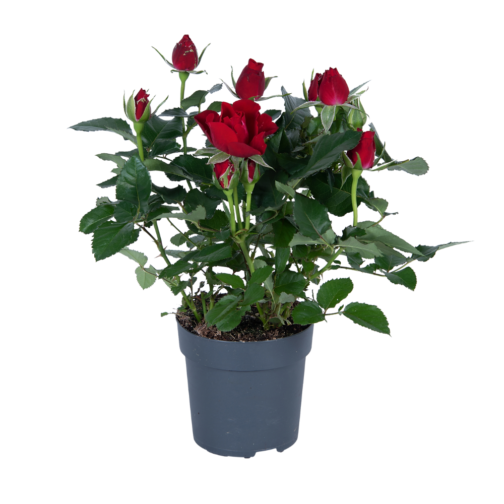 Rosa rood en pot Ø17cm  Hauteur 45cm. Plante verte type Rosa rood, livrée en pot, idéale pour intérieur lumineux.
