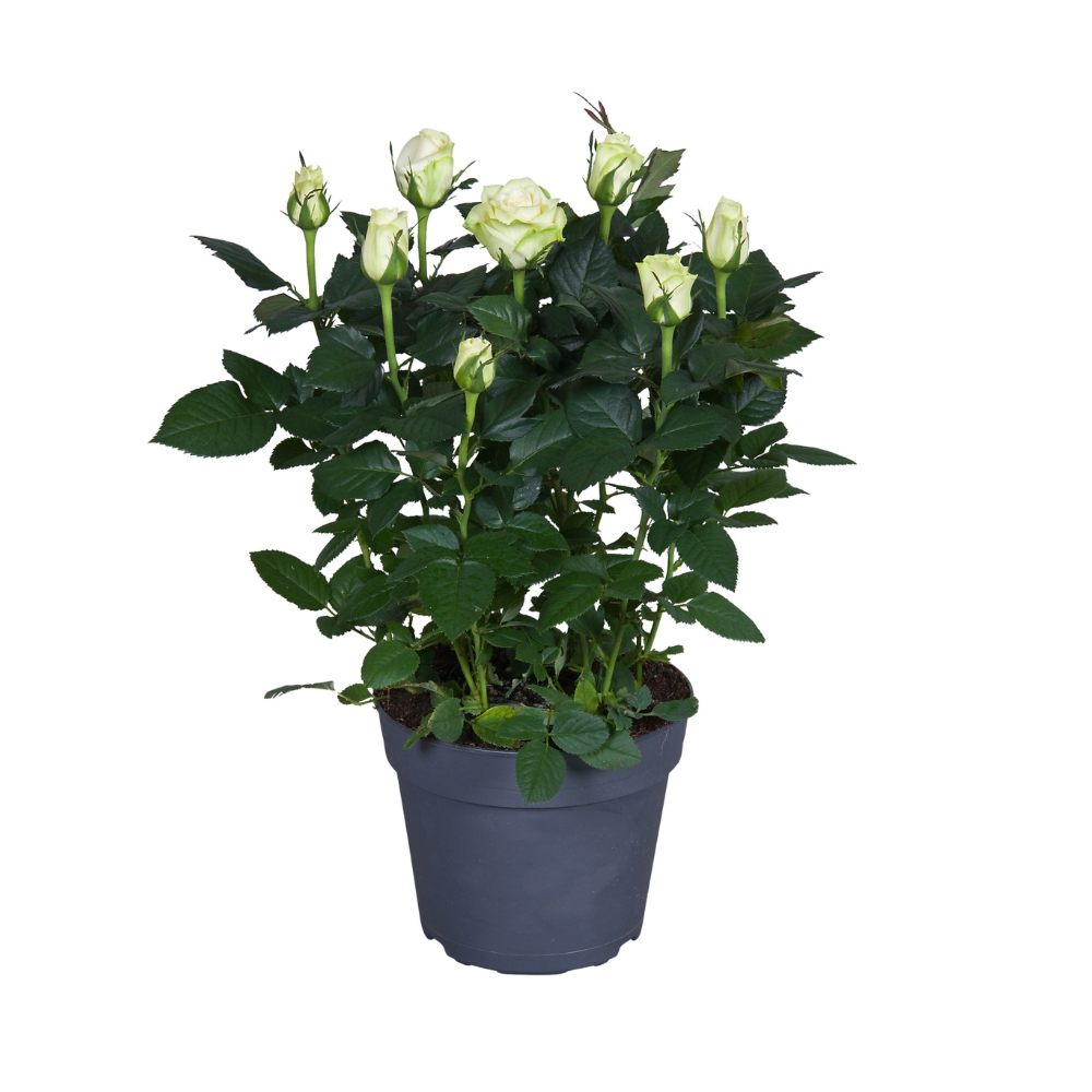 Rosa wit en pot Ø17cm  Hauteur 45cm. Plante verte type Rosa wit, livrée en pot, idéale pour intérieur lumineux.