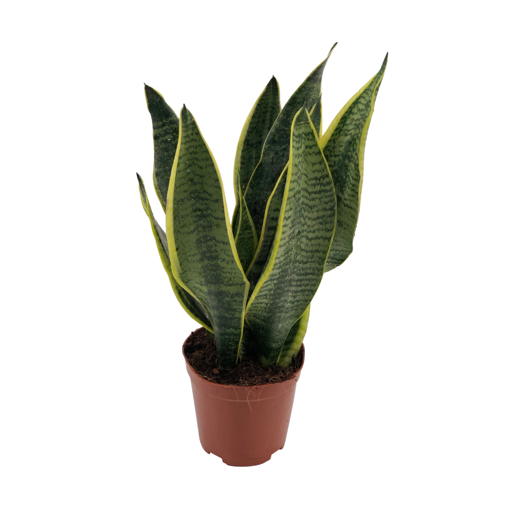 Sansevieria Superba en pot Ø12cm  Hauteur 40cm. Plante verte type Sansevieria Superba, livrée en pot, idéale pour intérieur lumineux.