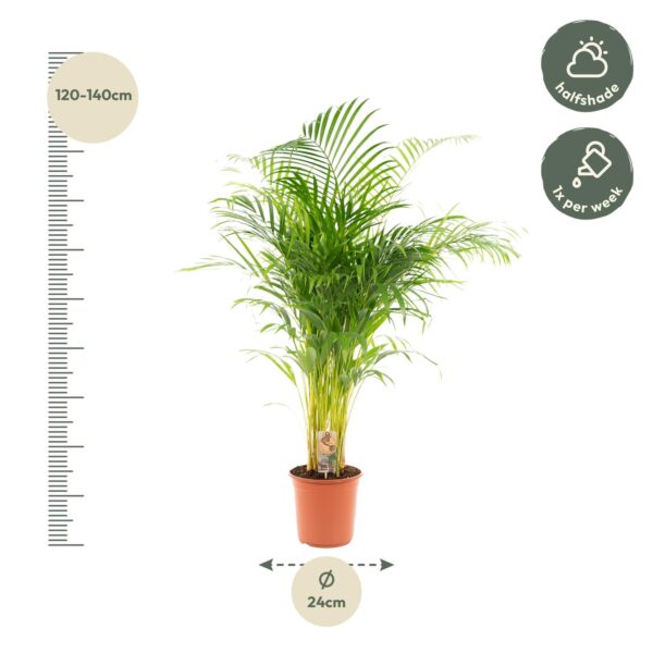 Areca palm en pot Ø21cm  Hauteur 130cm. Plante verte type Areca palm, livrée en pot, idéale pour intérieur lumineux. – Image 10