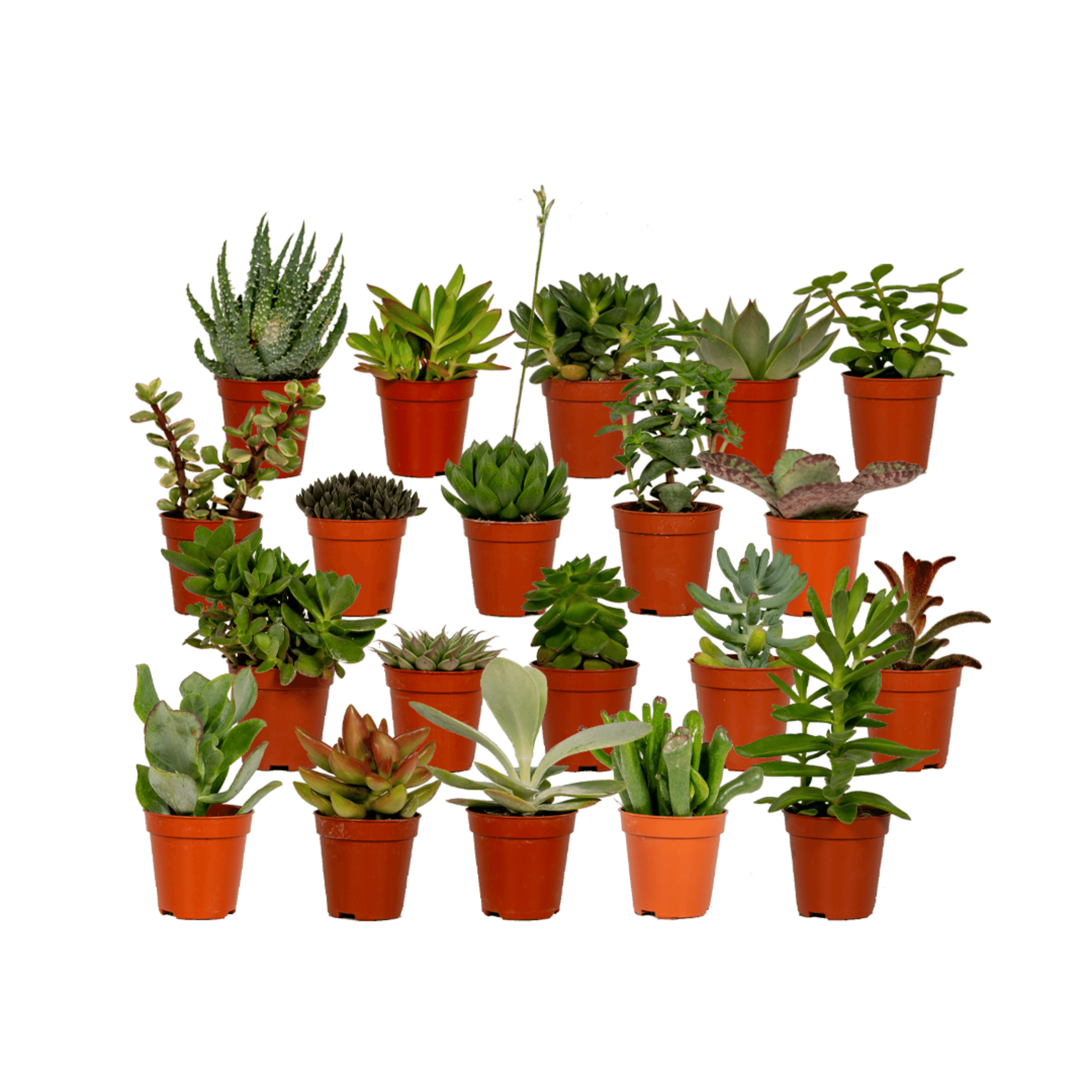 Succulenten Mix en pot Ø5cm  Hauteur 7cm. Plante verte type Succulenten Mix, livrée en pot, idéale pour intérieur lumineux.