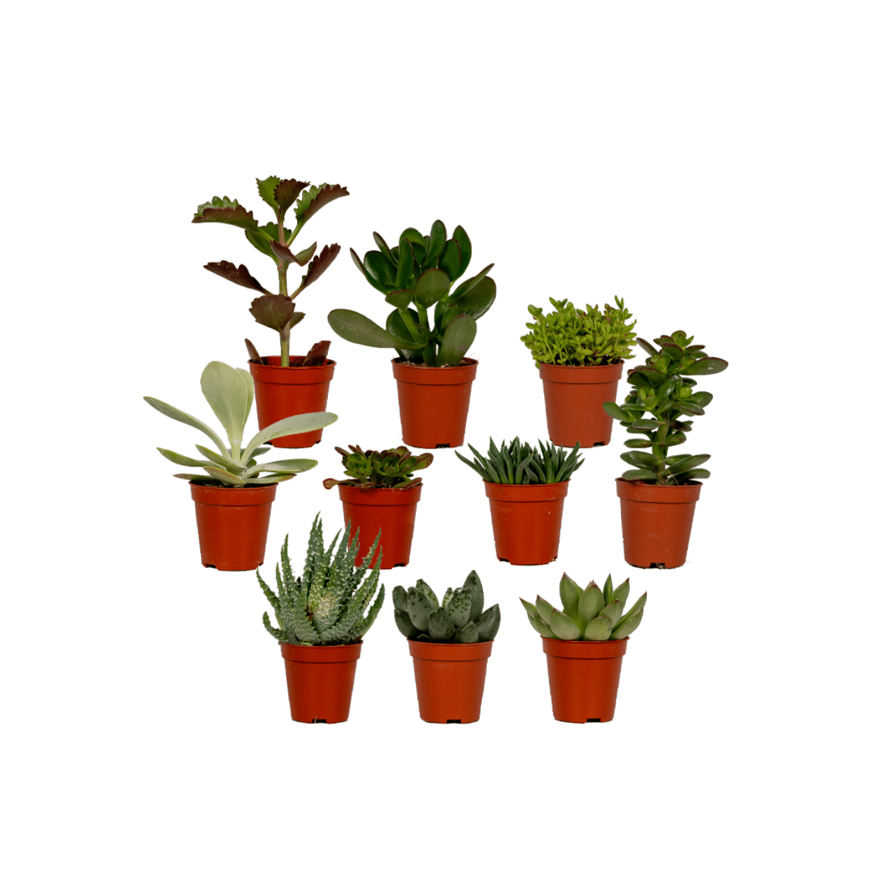 Succulenten Mix en pot Ø5cm  Hauteur 7cm. Plante verte type Succulenten Mix, livrée en pot, idéale pour intérieur lumineux.