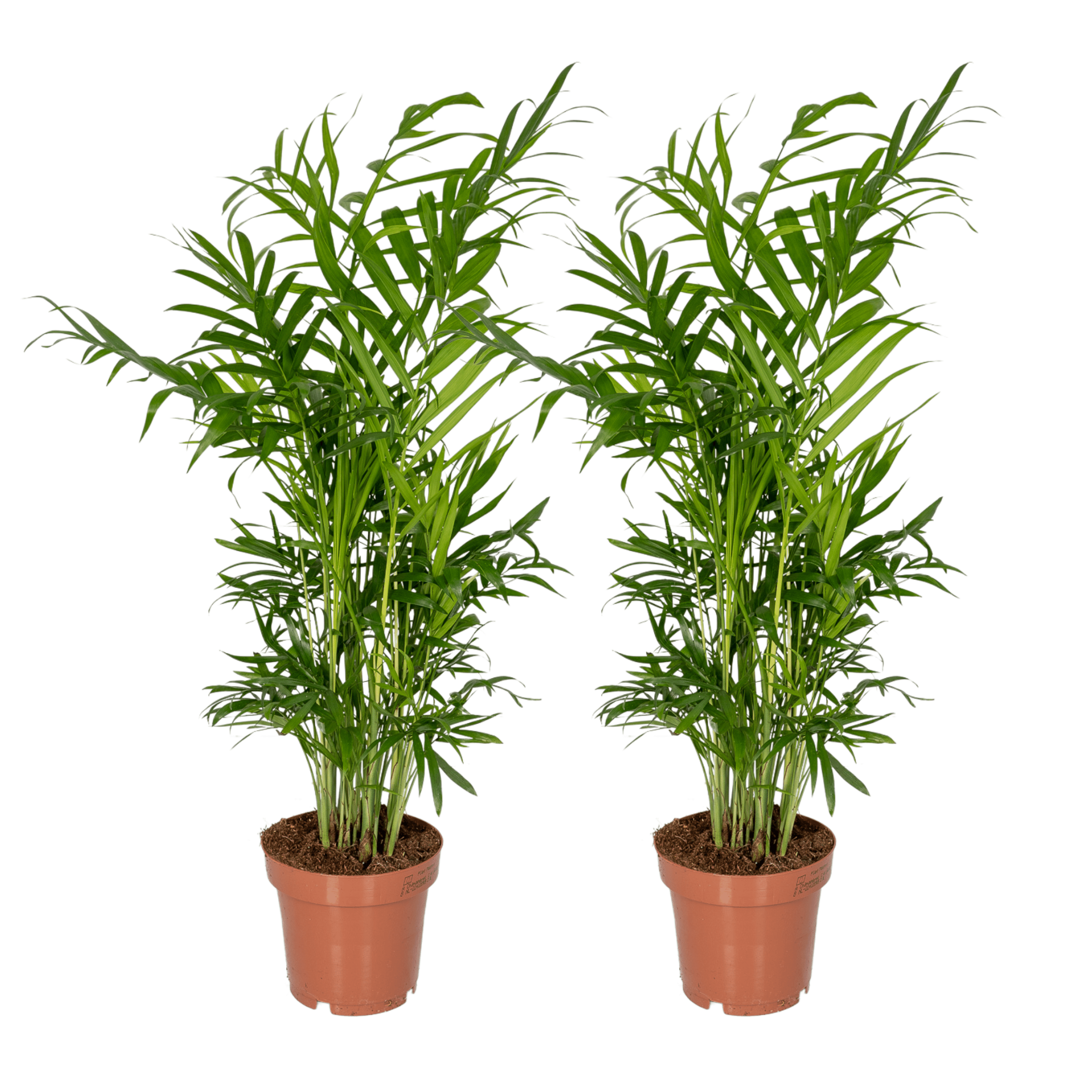Chamaedorea Elegans (Mexicaanse Bergpalm) en pot Ø12cm  Hauteur 40cm. Plante verte type Chamaedorea Elegans (Mexicaanse Bergpalm), livrée en pot, idéale pour intérieur lumineux.