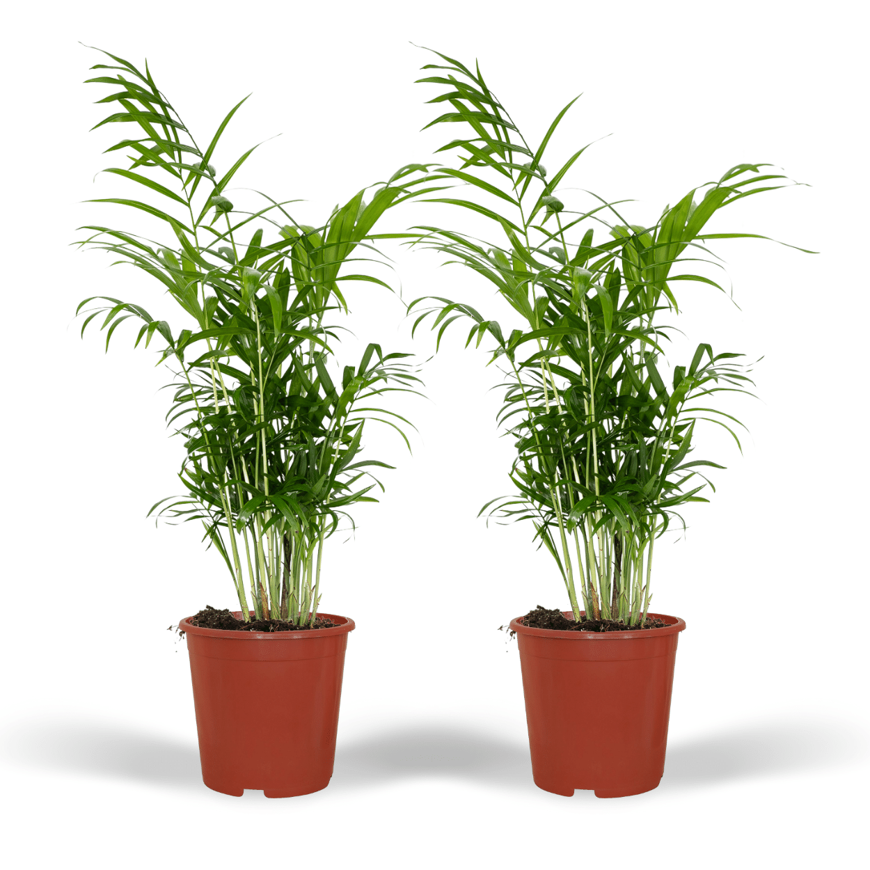 Chamaedorea Elegans (Mexicaanse Bergpalm) en pot Ø17cm  Hauteur 55cm. Plante verte type Chamaedorea Elegans (Mexicaanse Bergpalm), livrée en pot, idéale pour intérieur lumineux.