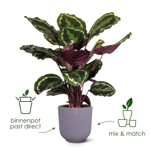 Pot elho Jazz Round tuscan red en pot  Hauteur 13cm. Plante verte type Pot elho Jazz Round tuscan red, livrée en pot, idéale pour intérieur lumineux. – Image 3